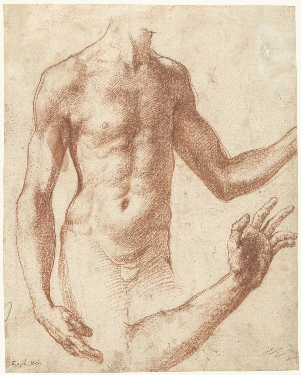 Perin del Vaga - 236, Studio di un torso, Rijksmuseum, Amsterdam